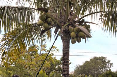Would you like to have one in the garden. ?
