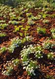 Blossom Bounty