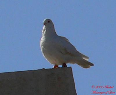 u15/fz10group/medium/38887440.MessengerofLove.jpg