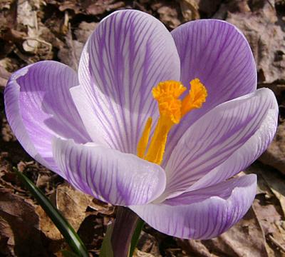 u15/fz10group/medium/41898107.Crocus2.jpg