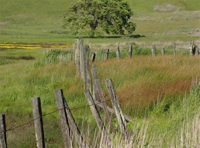 u15/fz10group/medium/41971618.FenceTree41005.jpg