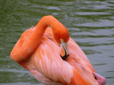 u15/fz10group/medium/42021587.Whipsnade0821.jpg