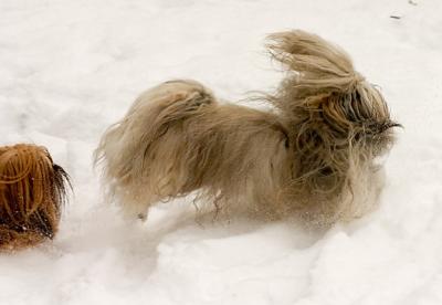 u15/ganaraska/medium/38831150.snowbunnies.jpg