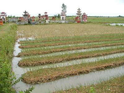 In the rice paddies