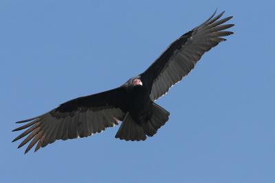 Turkey Vulture