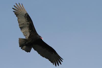 Turkey Vulture