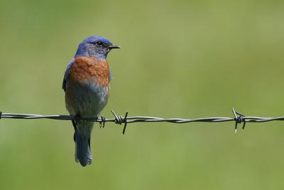 Western Bluebird