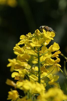 Bee on Mustard