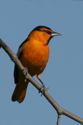 Bullock's Oriole