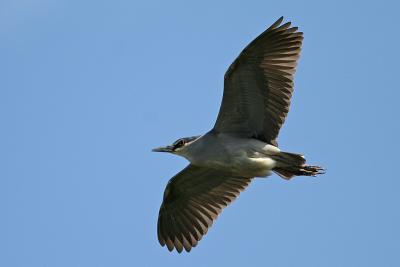 Black-Crowned Night Heron in Flight