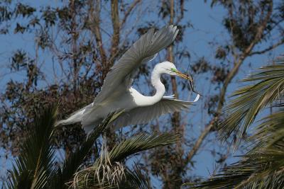 Great Egret Landing