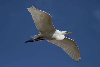 Great Egret in Flight