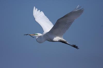 Great Egret Flying with Twig