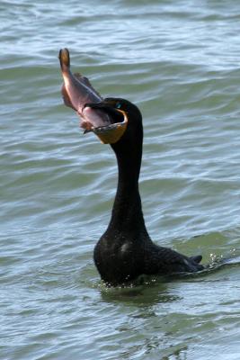Double-Crested Cormorant with fish