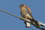 American Kestrel