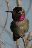 Annas Hummingbird