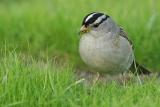 White-Crowned Sparrow