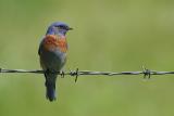 Western Bluebird