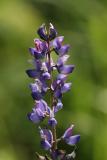 Arroyo Lupine