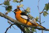 Bullocks Oriole