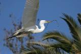 Great Egret Flying with Twig