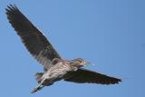 Young (1st Spring) Black-Crowned Night Heron in Flight