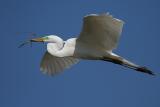 Great Egret Flying with Twig