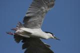 Black-Crowned Night Heron in Flight