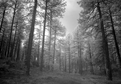 u15/garyallenbrown/medium/38919517.M2.jpg