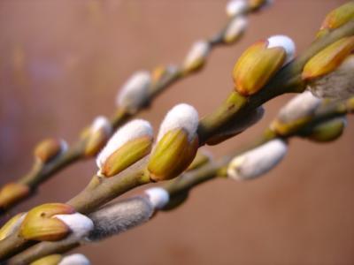PUSSY WILLOW