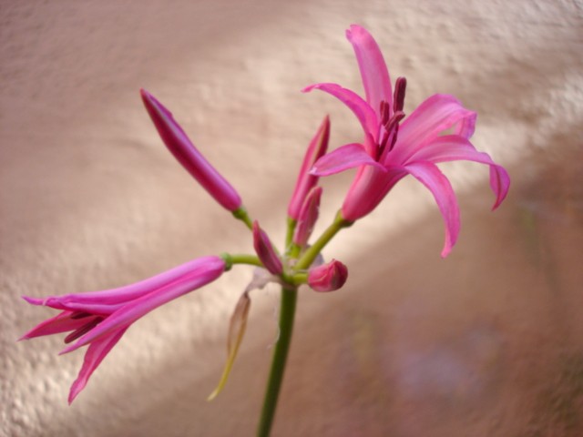 NARINE