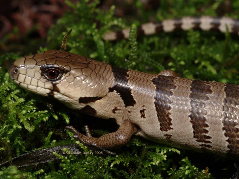Pink-tongued skink