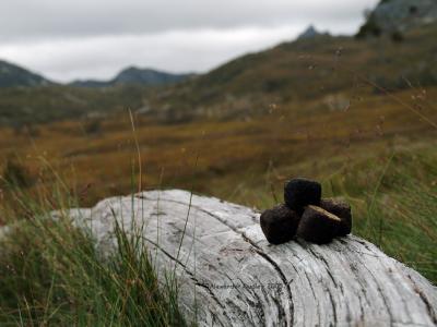 u15/gehyra/medium/38902120.Wombatpoo2.jpg