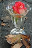 Rose & Leaf #6