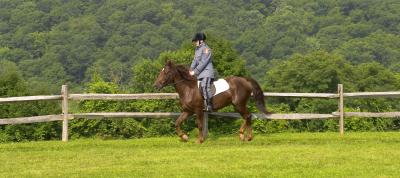 A Day At The Horse Show