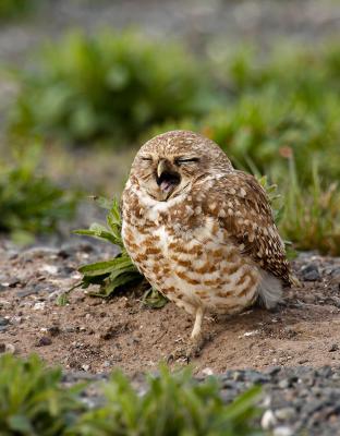Burrowing owl yawning_T0L0043-3 rsz.jpg