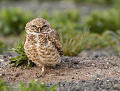 u15/georgef8/medium/42660508.Burrowingowl_T0L00761rsz.jpg