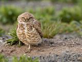 Burrowing owl_T0L0076-1 rsz.jpg