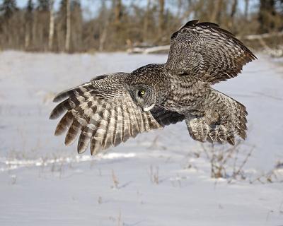 great gray owl in flight 134