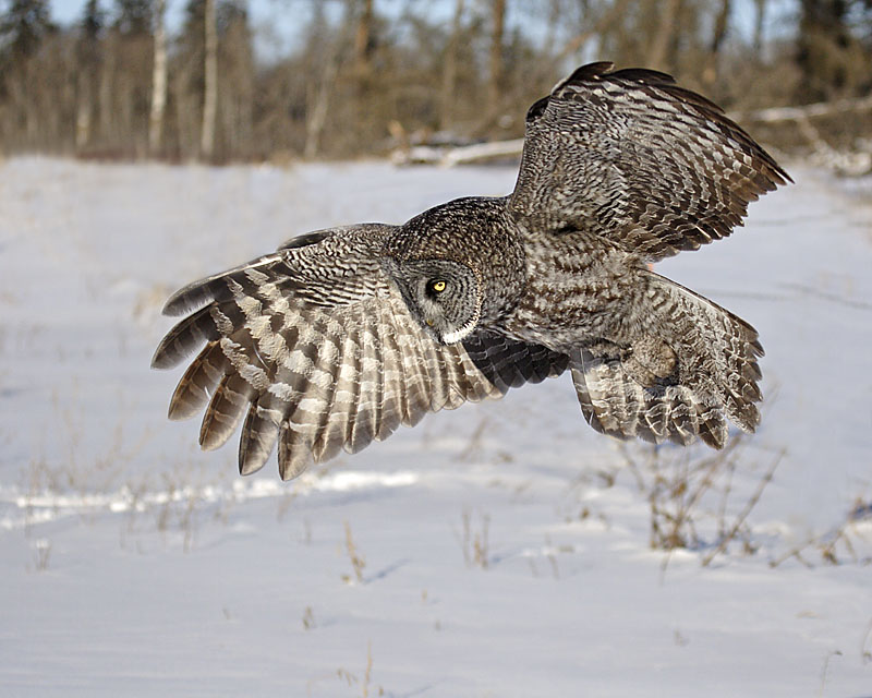 great gray owl in flight 134