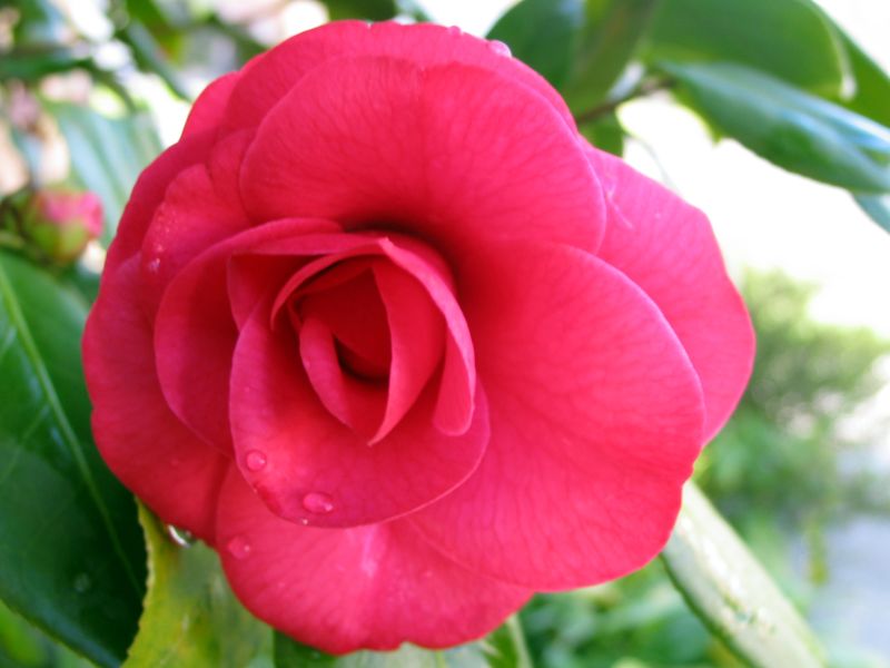 Camellia