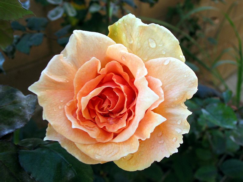 Champagne Rose