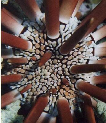 Sea Urchin.jpg