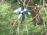 a black-billed magpie (pie bavarde) taking off, feeling blue - April 2005