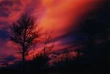 Trees and Chinook Clouds