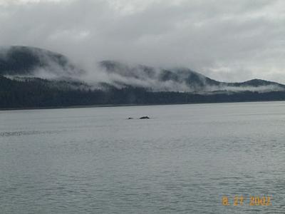 Juneau 15 - Whale!