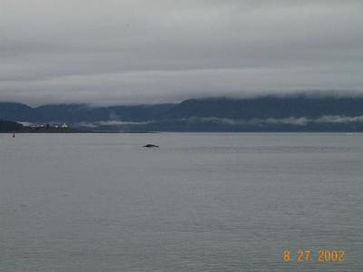 Juneau 19 - Whale!