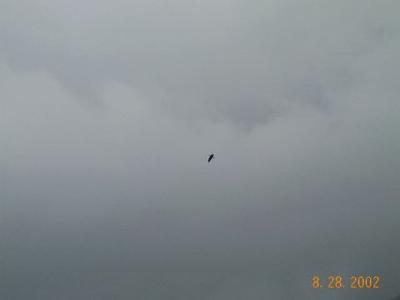 Skagway 31 - Eagle flying