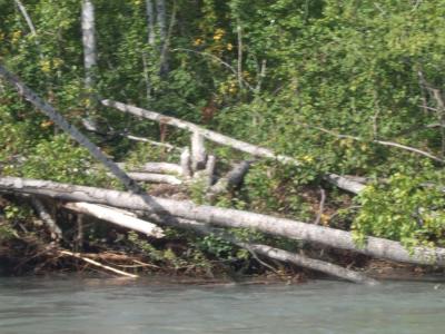 Talkeetna Jetboat 4