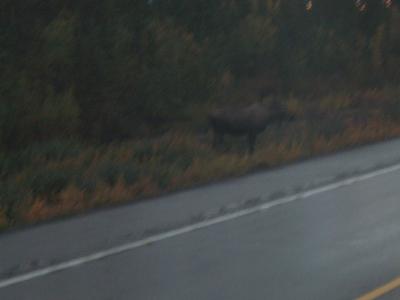 Moose on the road!